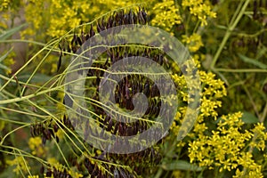 Seeds of honey Woad plant dye Isatis tinctoria