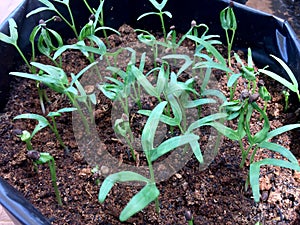 The seeds of the kale green or kangkung plant or water spinach begin to grow in the polybags photo