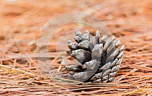 Seeds of Khasiya Pine photo
