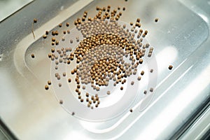 Seeds in Metal Tray