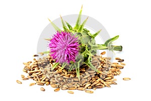 Seeds of a milk thistle with flowers Silybum marianum, Scotch T