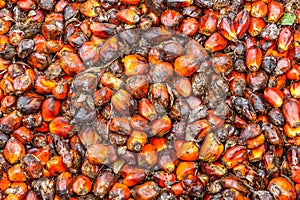 Seeds of oil palm