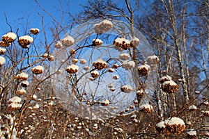 Seeds physocarpus kalinolistnogo (Physocarpus opulifolius) in the snow. Russia.