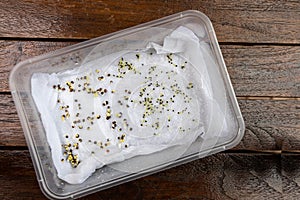 Seeds are placed in moist water soaked kitchen towel to germinate in container photo