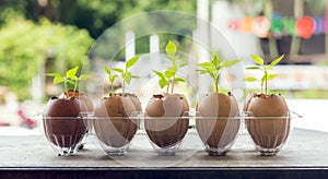 Seeds planting in  egg shells on wood table with green nature background