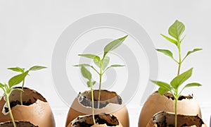 Seeds planting in  egg shells on wood table with green nature background