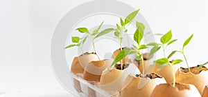 Seeds planting in  egg shells on wood table with green nature background