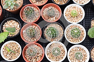 Seeds planting in  egg shells on wood table with green nature background