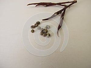 Seeds and pods from spring pea, Lathyrus vernus