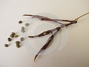 Seeds and pods from spring pea, Lathyrus vernus