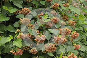 Seeds ripen on the bush. They decorate the park in summer