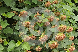 Seeds ripen on the bush. They decorate the park in summer