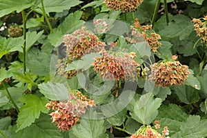 Seeds ripen on the bush. They decorate the park in summer