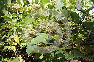 Seeds ripen on the bush