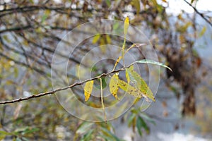 Seeds ripen on the bush