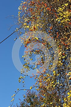 Seeds ripen on the bush