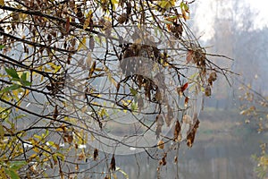 Seeds ripen on the bush