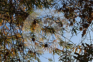 Seeds ripen on the bush