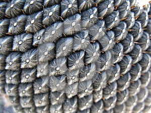 Seeds of ripen sunflower