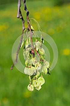 Seeds riping on branch of European white elm or Ulmus laevis, close-up, selective focus, shallow DOF