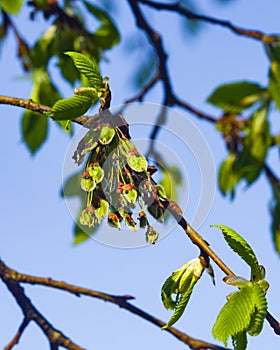 Seeds riping on branch of European white elm or Ulmus laevis, close-up, selective focus, shallow DOF