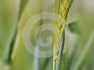 seeds in a rye of barley growing in a field