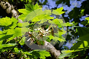 Seeds or samara of Norway maple