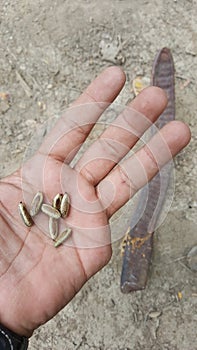 Seeds with Seed pod