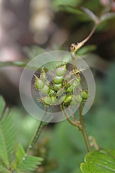 Seeds of Sensitive plant