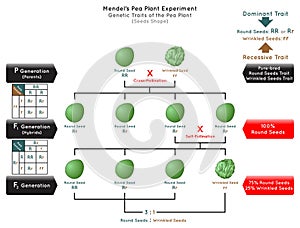Seeds Shape Genetic Trait Pea Plant Mendel Experiment Infographic Diagram photo