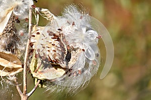 The Seeds and Silky Hairs of Milkweed