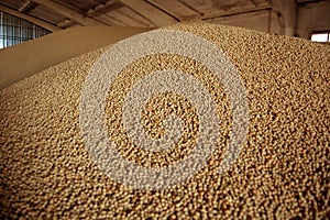 Seeds of soya photo