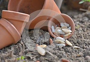 seeds spilled on the soil in a terra cotta pot