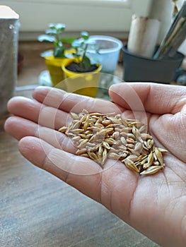 Seeds for spring sowing. Seeds in hand