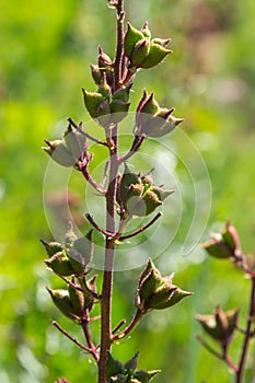 Seeds on stalks Dictamnus Albus is a genus of flowering plant in the family Rutaceae. The flowers white with purple