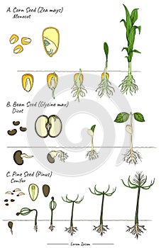 Seeds structures and development of pine pinus,corn zea mays, soybean glycine max template