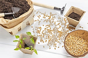 Seeds on the table and in coconut shell. Seedlings in cardboard container