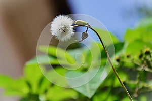 The seeds of Taraxacum officinale in the backyard