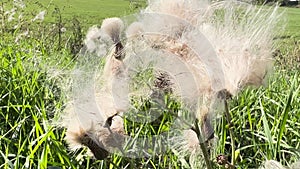 Seeds of thistle flower fly in the wind