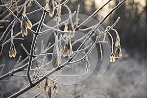 The seeds on the tree glow from the sun`s rays