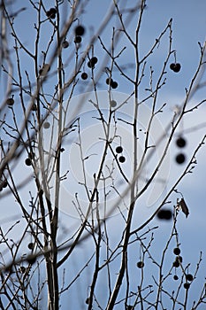 seeds of the tree Platanus hispanica