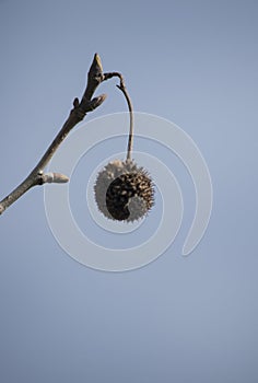 seeds of the tree Platanus hispanica