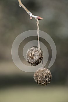 seeds of the tree Platanus hispanica