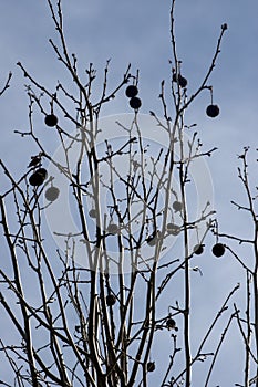 seeds of the tree Platanus hispanica