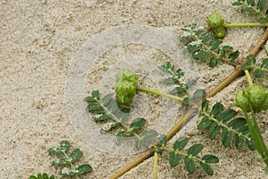 Seeds of Tribulus terrestris plant