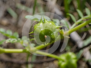 Seeds of Tribulus terrestris plant