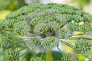 Seeds in the umbels of the Common Hogweed or Heracleum sphondylium