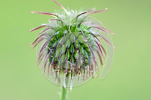 Seeds of Water Avens photo