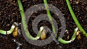 Seeds of wheat are growing in the soil and little stems with roots are appearing in time lapse