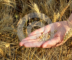 Seeds and wheat land
